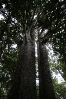 /album/fotogalerie-northland/kauri-stromy-four-sisters-jpg/